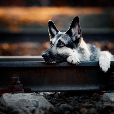 photographer Daria Lazareva